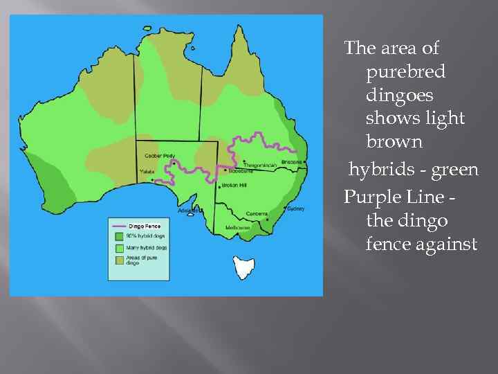 The area of purebred dingoes shows light brown hybrids - green Purple Line the