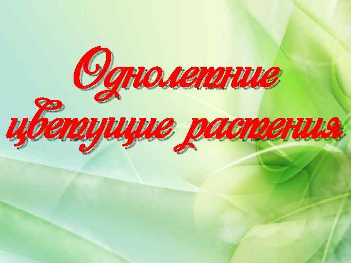 Однолетние цветущие растения 