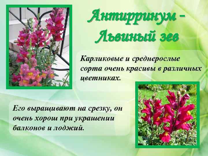 Антирринум Львиный зев Карликовые и среднерослые сорта очень красивы в различных цветниках. Его выращивают