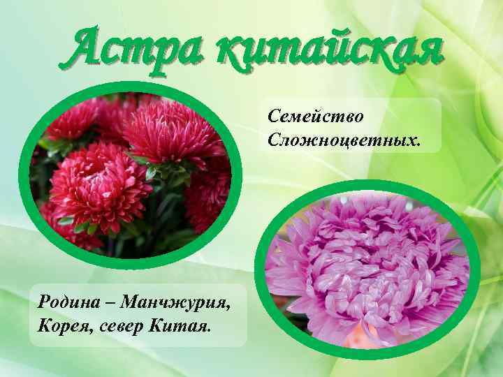 Астра китайская Семейство Сложноцветных. Родина – Манчжурия, Корея, север Китая. 