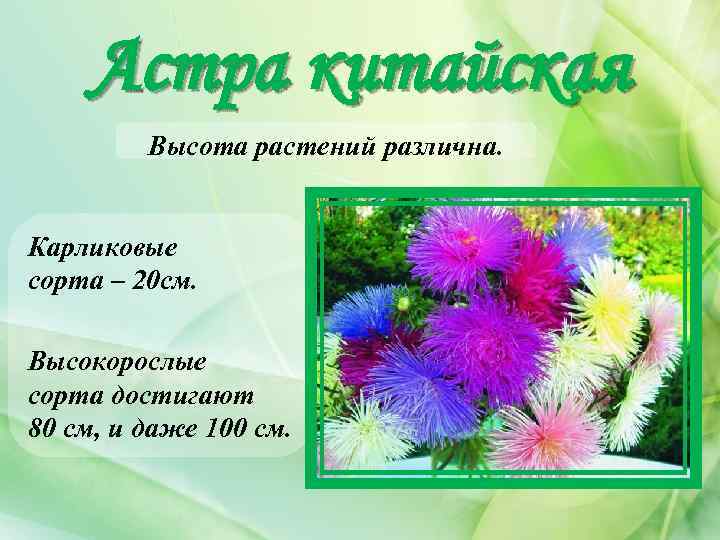 Астра китайская Высота растений различна. Карликовые сорта – 20 см. Высокорослые сорта достигают 80