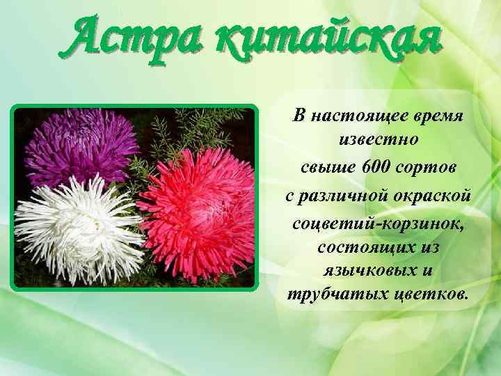 Астра китайская В настоящее время известно свыше 600 сортов с различной окраской соцветий-корзинок, состоящих