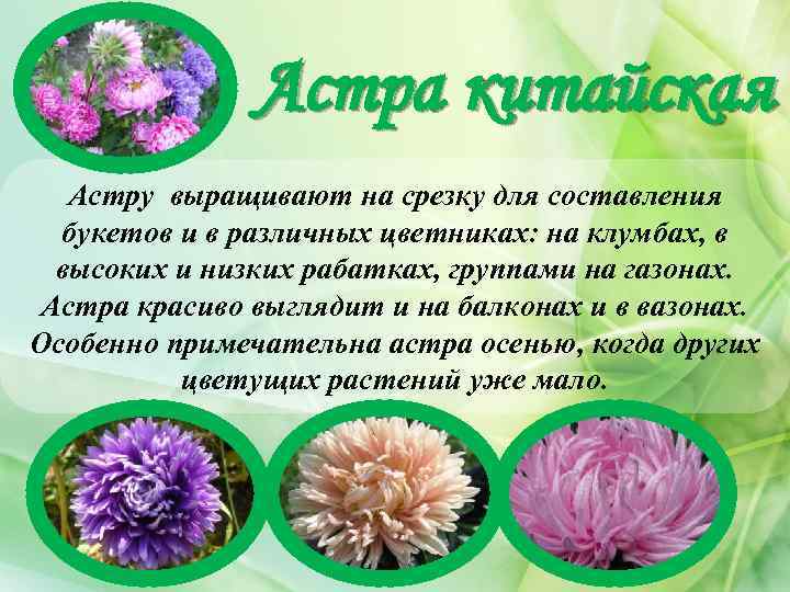 Астра китайская Астру выращивают на срезку для составления букетов и в различных цветниках: на