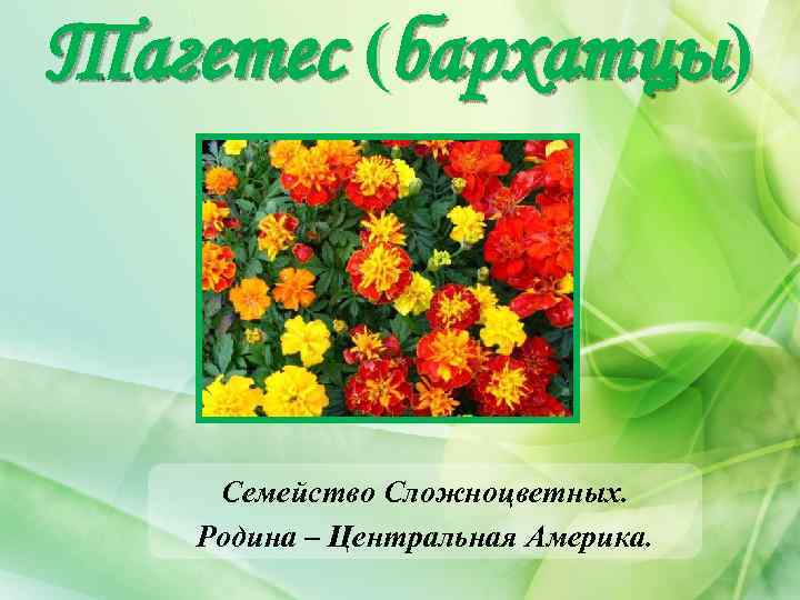 Тагетес (бархатцы) Семейство Сложноцветных. Родина – Центральная Америка. 