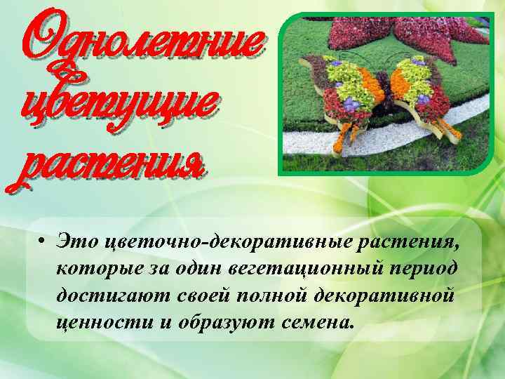 Однолетние цветущие растения • Это цветочно-декоративные растения, которые за один вегетационный период достигают своей