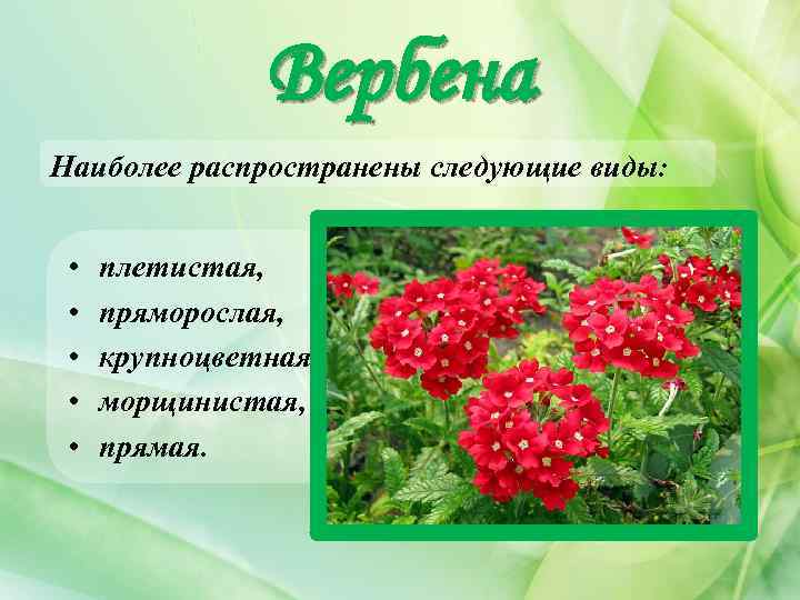 Вербена Наиболее распространены следующие виды: • • • плетистая, пряморослая, крупноцветная, морщинистая, прямая. 