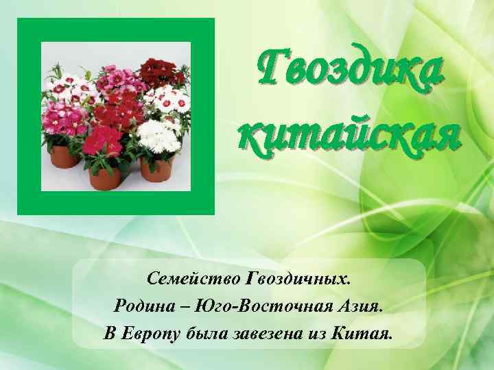 Гвоздика китайская Семейство Гвоздичных. Родина – Юго-Восточная Азия. В Европу была завезена из Китая.