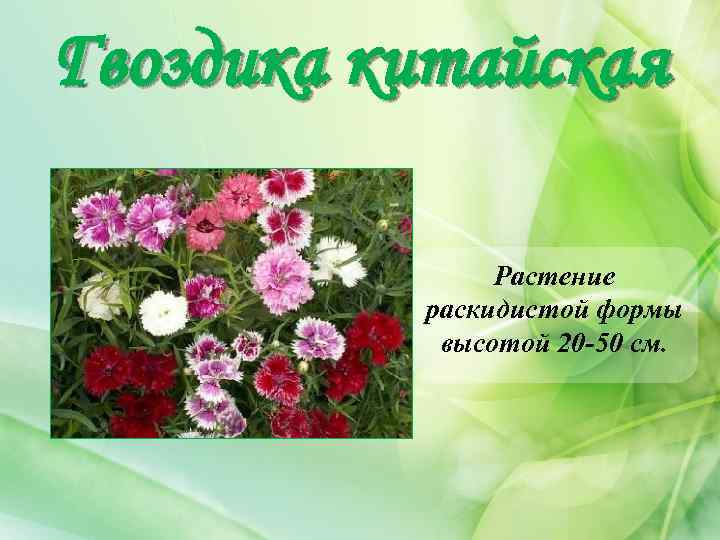 Гвоздика китайская Растение раскидистой формы высотой 20 -50 см. 