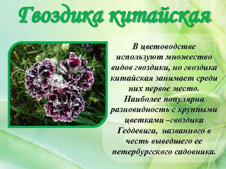 Гвоздика китайская В цветоводстве используют множество видов гвоздики, но гвоздика китайская занимает среди них