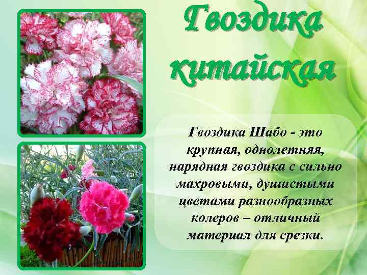 Гвоздика китайская Гвоздика Шабо - это крупная, однолетняя, нарядная гвоздика с сильно махровыми, душистыми