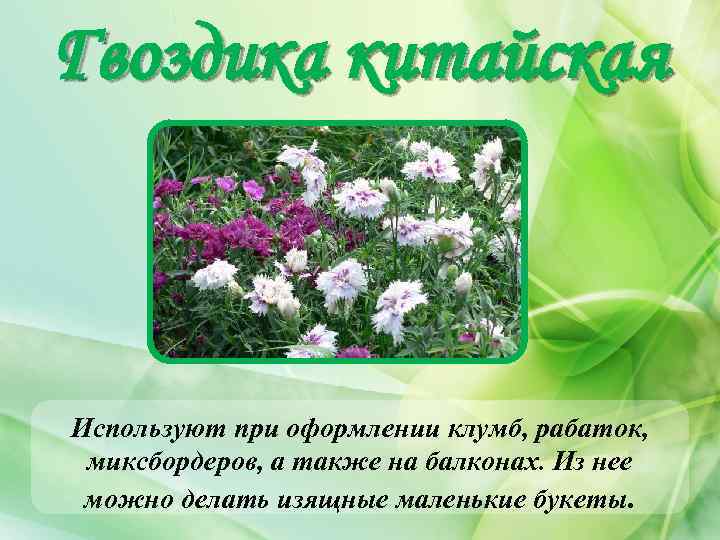 Гвоздика китайская Используют при оформлении клумб, рабаток, миксбордеров, а также на балконах. Из нее