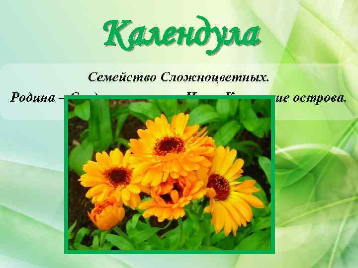 Календула Семейство Сложноцветных. Родина – Средиземноморье, Иран, Канарские острова. 