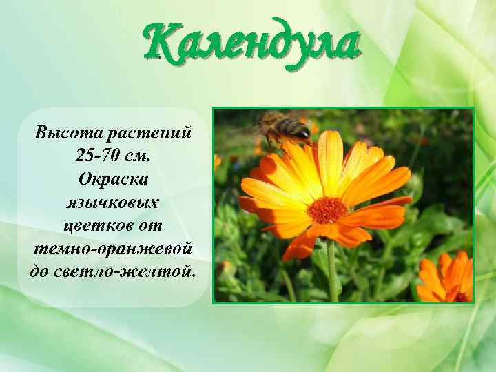 Календула Высота растений 25 -70 см. Окраска язычковых цветков от темно-оранжевой до светло-желтой. 