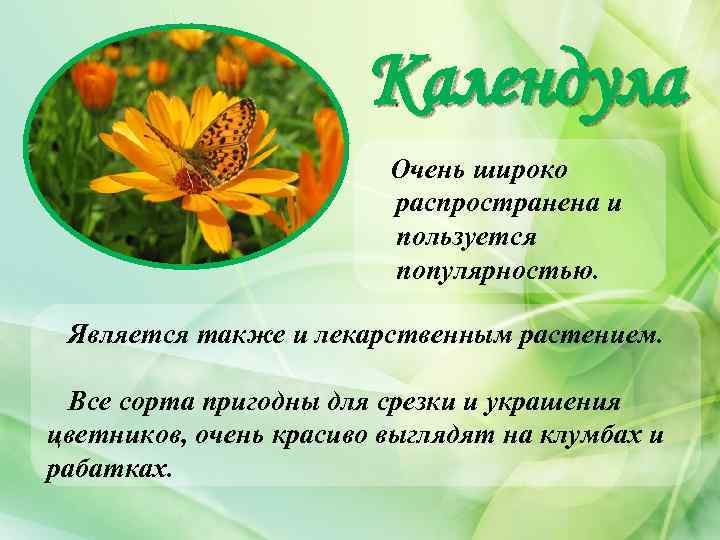 Календула Очень широко распространена и пользуется популярностью. Является также и лекарственным растением. Все сорта