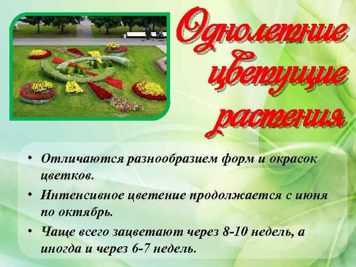 Однолетние цветущие растения • Отличаются разнообразием форм и окрасок цветков. • Интенсивное цветение продолжается