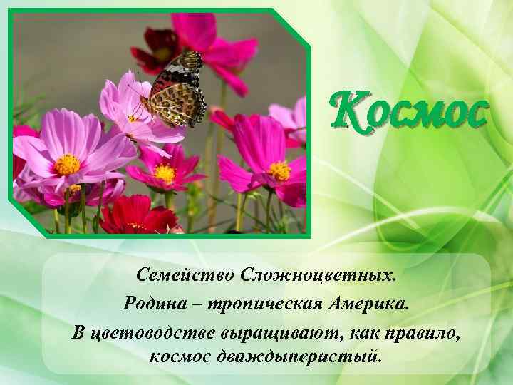 Космос Семейство Сложноцветных. Родина – тропическая Америка. В цветоводстве выращивают, как правило, космос дваждыперистый.