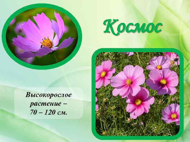Космос Высокорослое растение – 70 – 120 см. 
