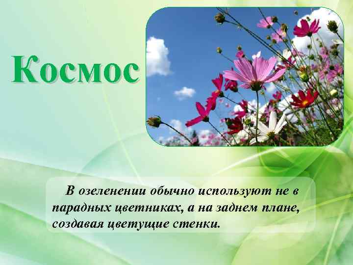 Космос В озеленении обычно используют не в парадных цветниках, а на заднем плане, создавая