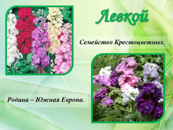 Левкой Семейство Крестоцветных. Родина – Южная Европа. 