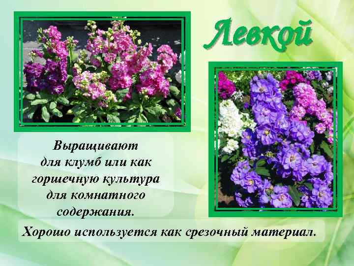 Левкой Выращивают для клумб или как горшечную культура для комнатного содержания. Хорошо используется как