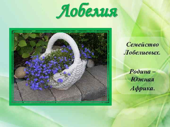 Лобелия Семейство Лобелиевых. Родина – Южная Африка. 