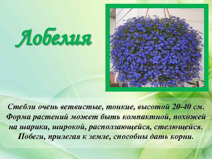 Лобелия Стебли очень ветвистые, тонкие, высотой 20 -40 см. Форма растений может быть компактной,