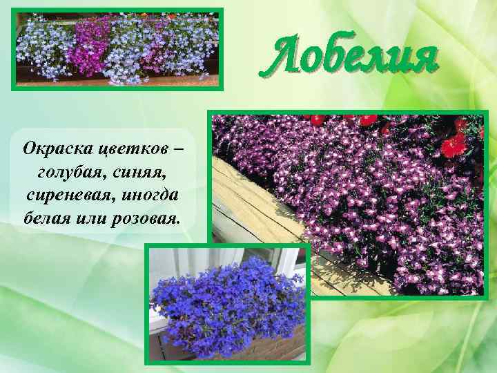 Лобелия Окраска цветков – голубая, синяя, сиреневая, иногда белая или розовая. 