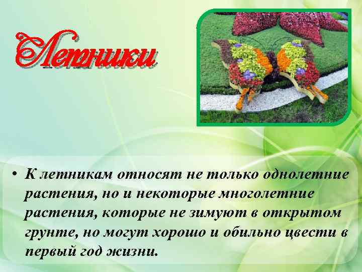 Летники • К летникам относят не только однолетние растения, но и некоторые многолетние растения,