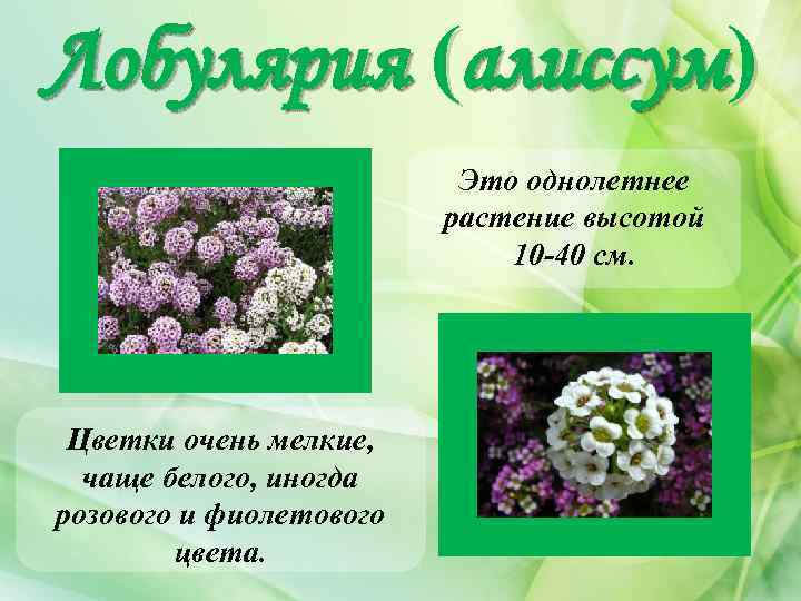 Лобулярия (алиссум) Это однолетнее растение высотой 10 -40 см. Цветки очень мелкие, чаще белого,