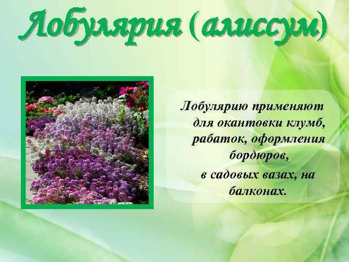 Лобулярия (алиссум) Лобулярию применяют для окантовки клумб, рабаток, оформления бордюров, в садовых вазах, на