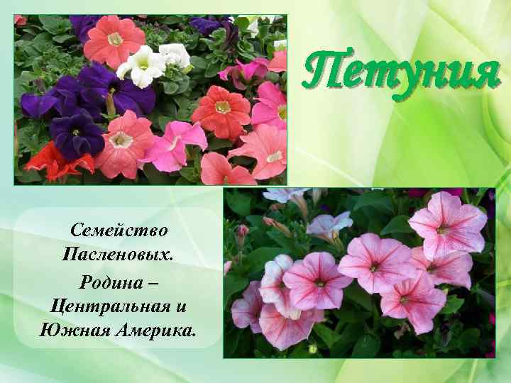 Петуния Семейство Пасленовых. Родина – Центральная и Южная Америка. 