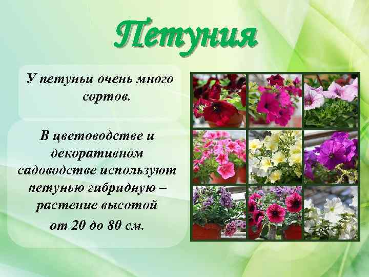 Петуния У петуньи очень много сортов. В цветоводстве и декоративном садоводстве используют петунью гибридную