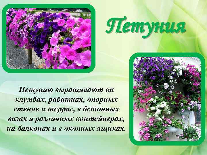Петуния Петунию выращивают на клумбах, рабатках, опорных стенок и террас, в бетонных вазах и