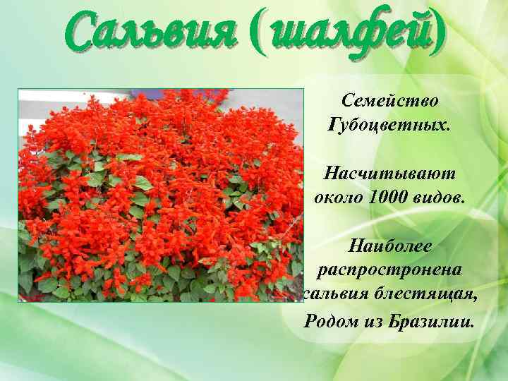 Сальвия (шалфей) Семейство Губоцветных. Насчитывают около 1000 видов. Наиболее распростронена сальвия блестящая, Родом из