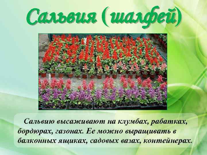 Сальвия (шалфей) Сальвию высаживают на клумбах, рабатках, бордюрах, газонах. Ее можно выращивать в балконных