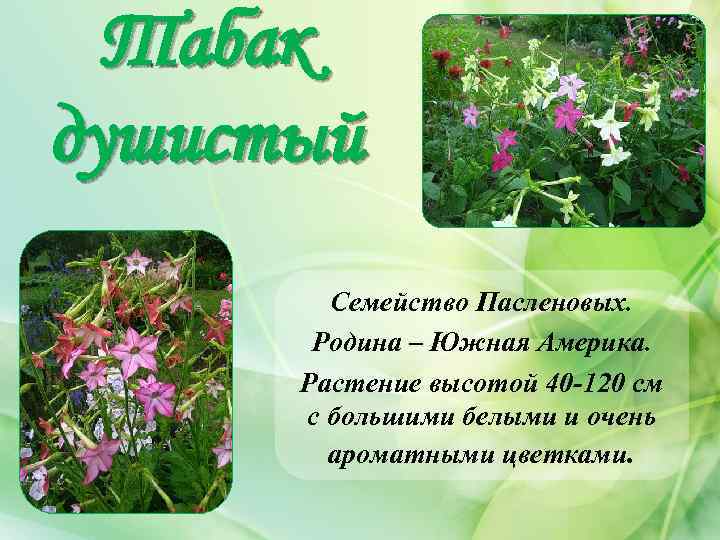 Табак душистый Семейство Пасленовых. Родина – Южная Америка. Растение высотой 40 -120 см с