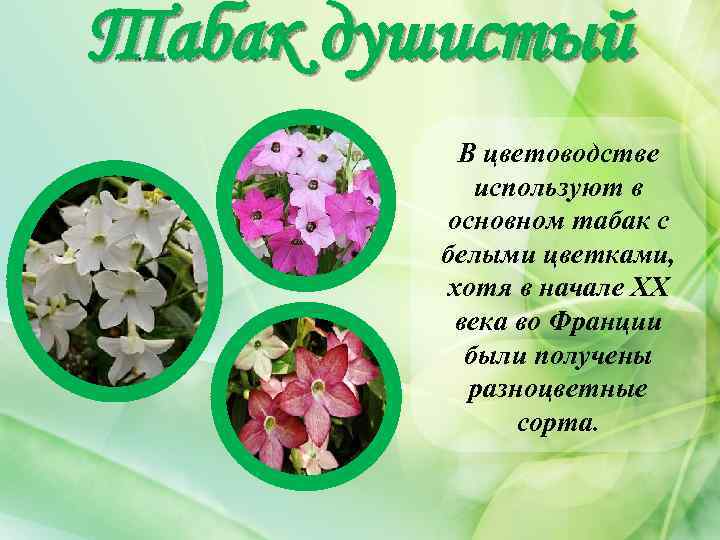 Табак душистый В цветоводстве используют в основном табак с белыми цветками, хотя в начале