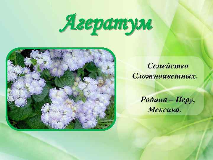 Агератум Семейство Сложноцветных. Родина – Перу, Мексика. 