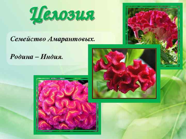 Целозия Семейство Амарантовых. Родина – Индия. 