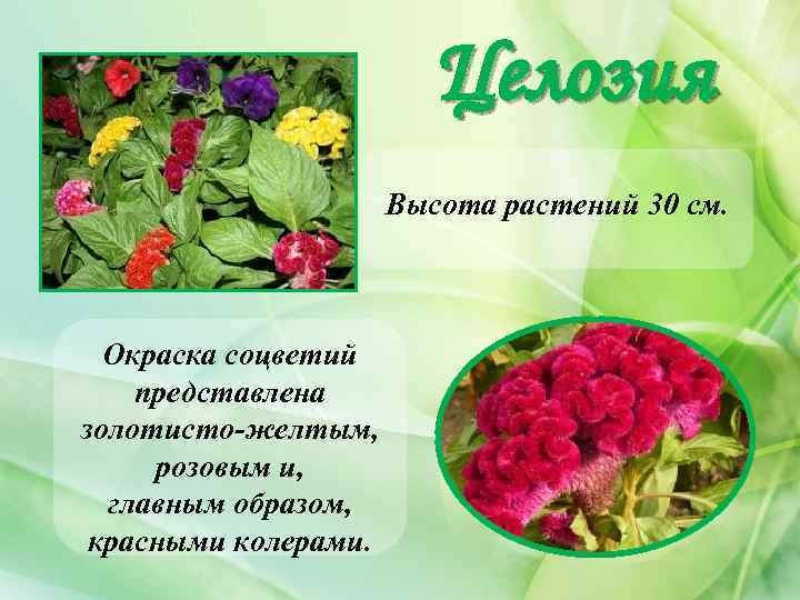 Целозия Высота растений 30 см. Окраска соцветий представлена золотисто-желтым, розовым и, главным образом, красными