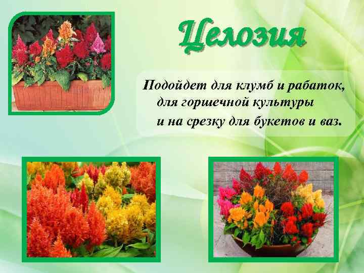 Целозия Подойдет для клумб и рабаток, для горшечной культуры и на срезку для букетов