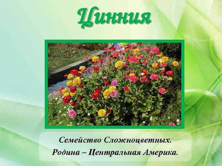 Цинния Семейство Сложноцветных. Родина – Центральная Америка. 