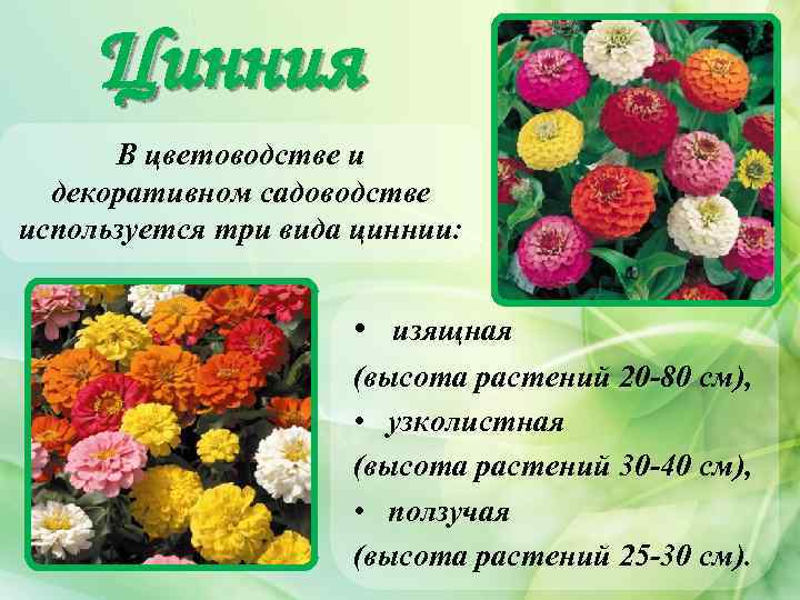 Цинния В цветоводстве и декоративном садоводстве используется три вида циннии: • изящная (высота растений