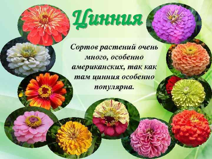 Цинния Сортов растений очень много, особенно американских, так как там цинния особенно популярна. 
