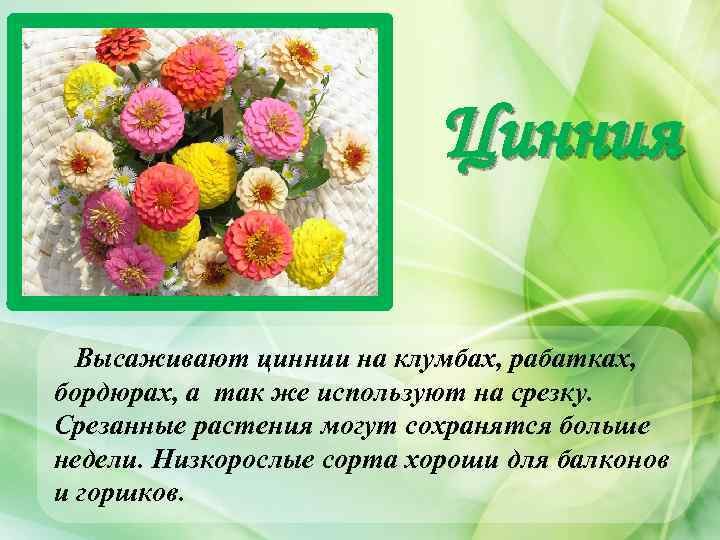 Цинния Высаживают циннии на клумбах, рабатках, бордюрах, а так же используют на срезку. Срезанные