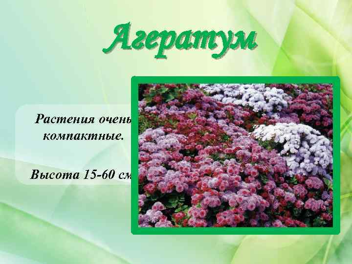 Агератум Растения очень компактные. Высота 15 -60 см. 