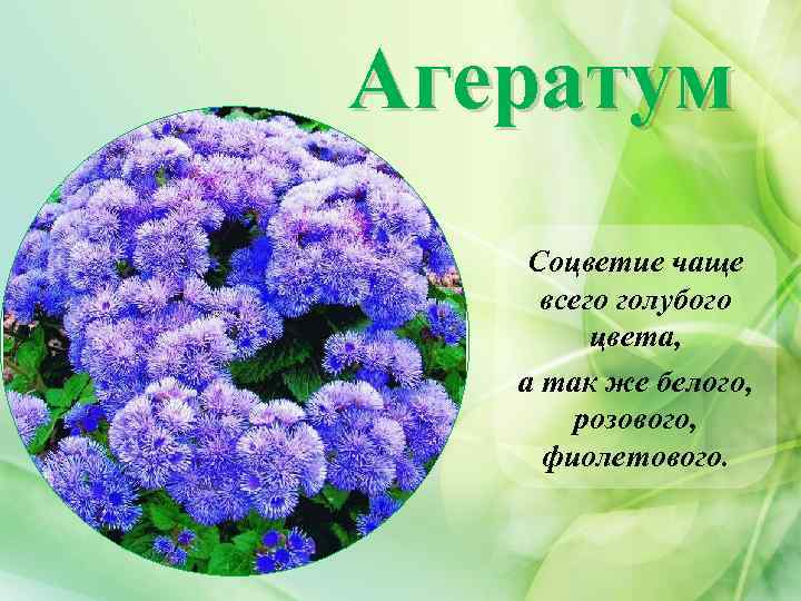 Агератум Соцветие чаще всего голубого цвета, а так же белого, розового, фиолетового. 