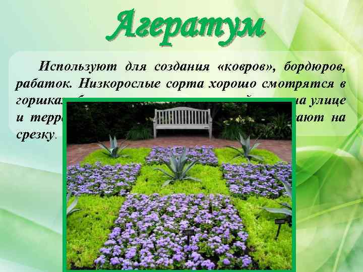 Агератум Используют для создания «ковров» , бордюров, рабаток. Низкорослые сорта хорошо смотрятся в горшках,