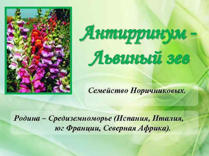 Антирринум Львиный зев Семейство Норичниковых. Родина – Средиземноморье (Испания, Италия, юг Франции, Северная Африка).