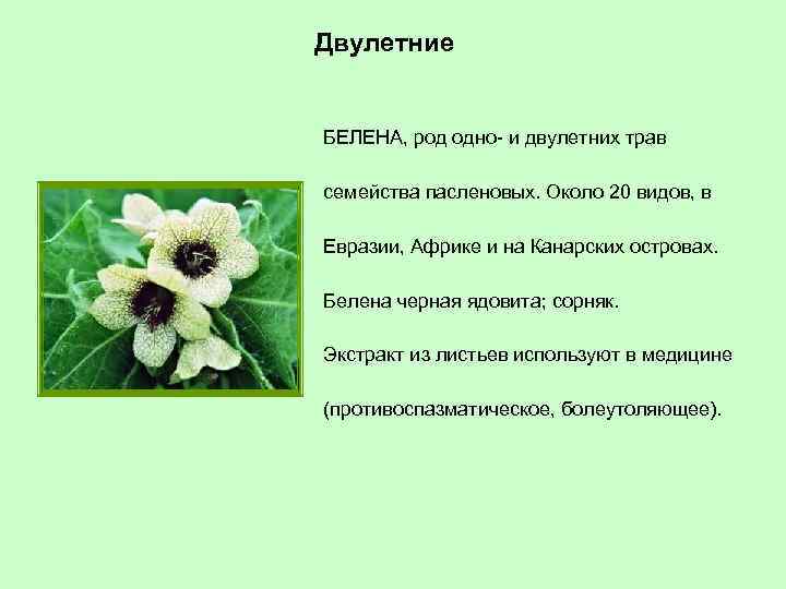 Двулетние БЕЛЕНА, род одно- и двулетних трав семейства пасленовых. Около 20 видов, в Евразии,